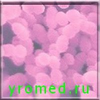 Стрептококк - фото